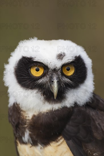 Spectacled owl