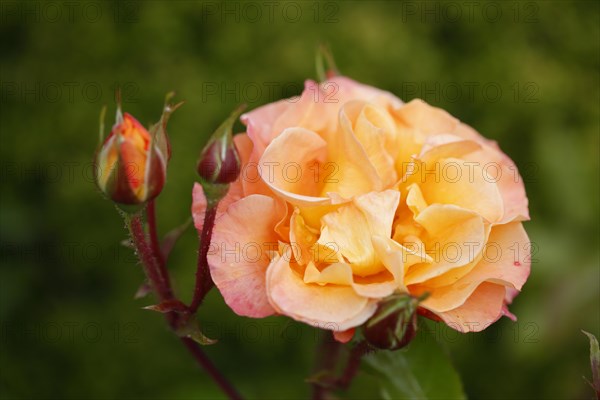Orange-red rose