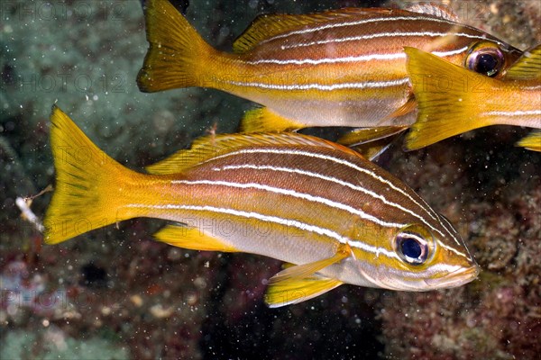 Eight-striped grunt