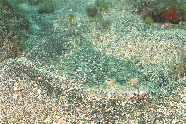 Well camouflaged flounder