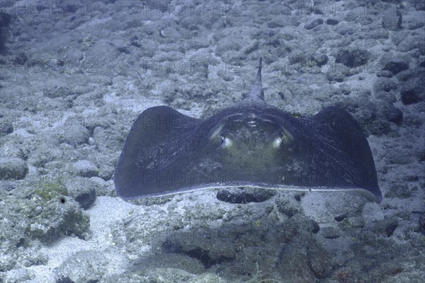 Portrait of Round Stingray