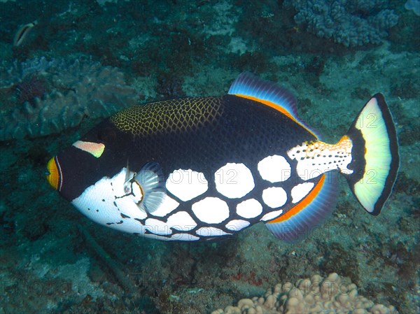 Clown triggerfish