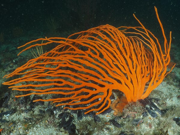 Orange palmate sea fan