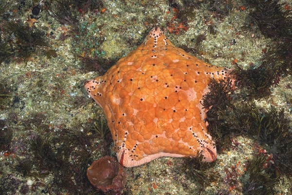 Spiked spiny cushion star