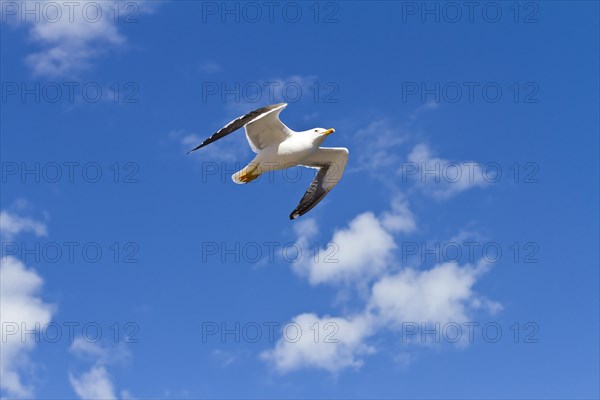 European herring gull