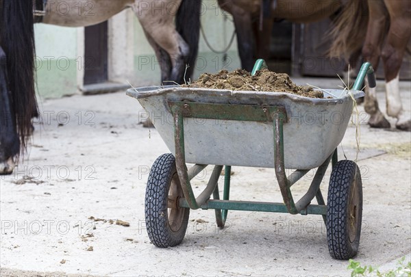 Wheelbarrow with horse manure