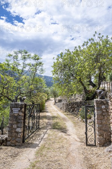 Drive to a plantation with olive trees