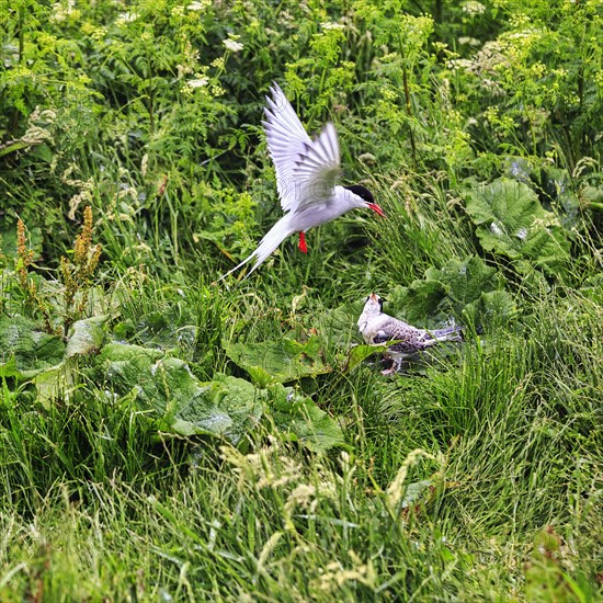 Arctic tern