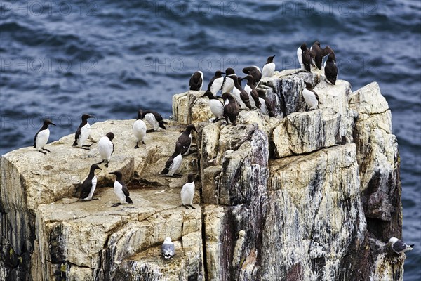 Common guillemots