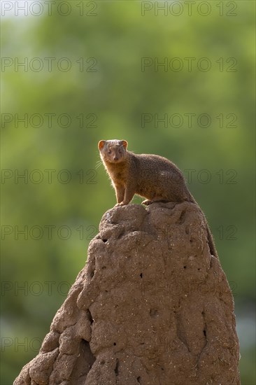 Mongoose