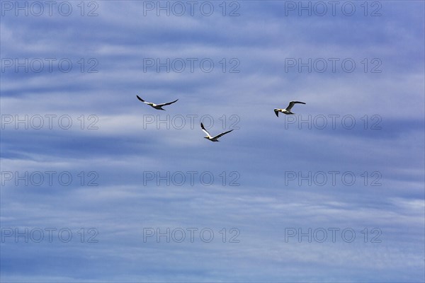 Three northern gannet