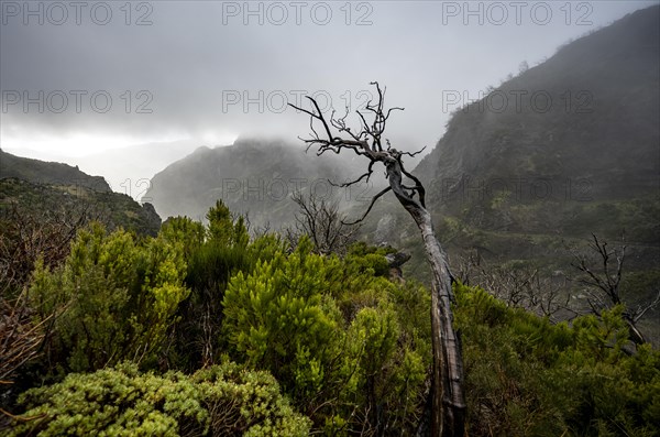 Cloud-covered mountains