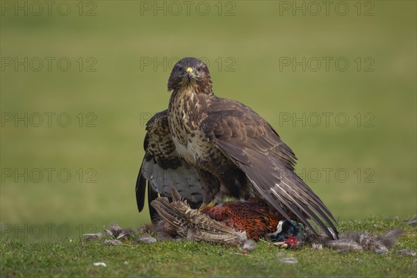 Common buzzard