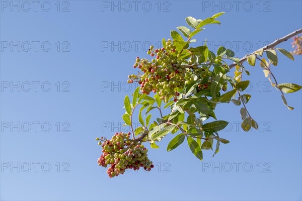 Brazilian brazilian peppertree