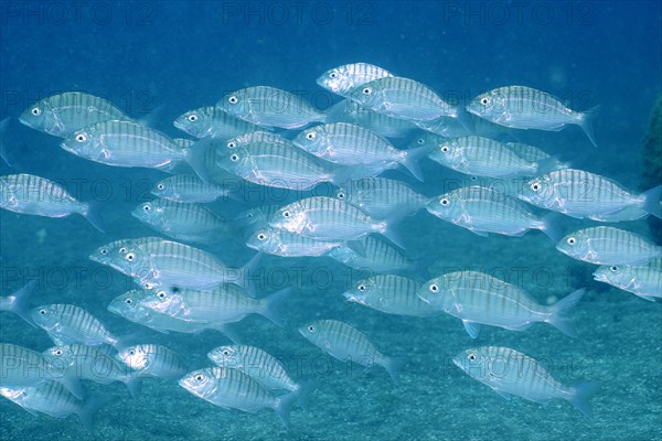 Shoal