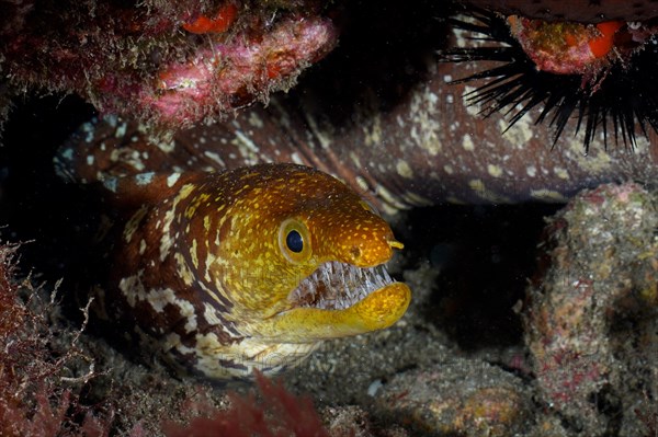 Portrait of fangtooth moray