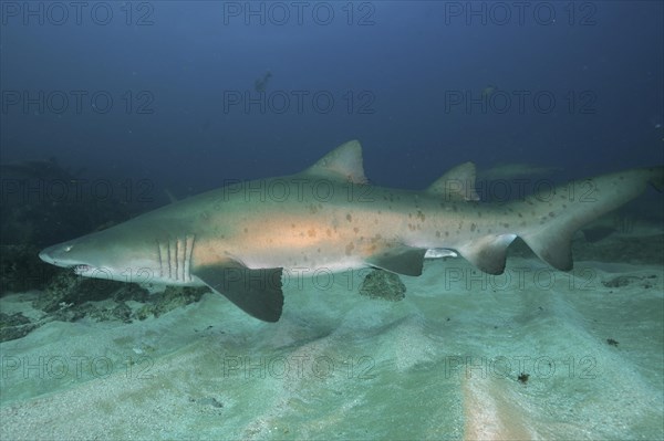 Sand tiger shark