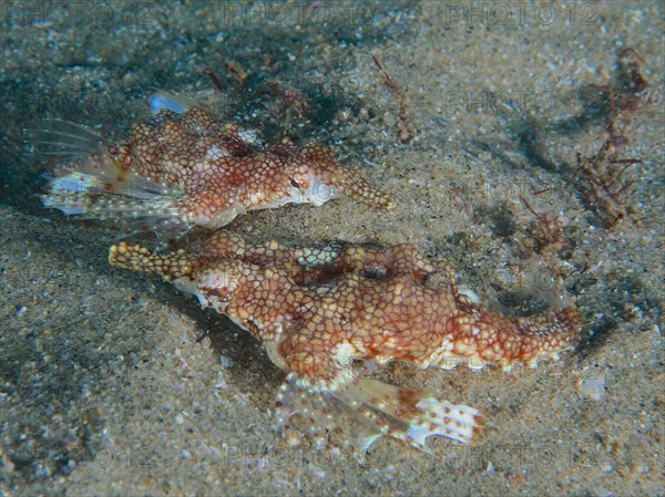 Pair of little dragonfish