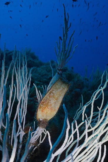 Egg capsule of Spotted Catshark