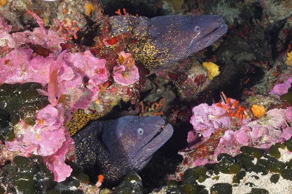 Two mediterranean morays