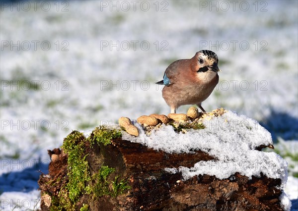 Eurasian jay