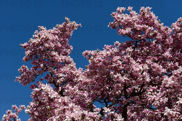 Flowering magnolia tree