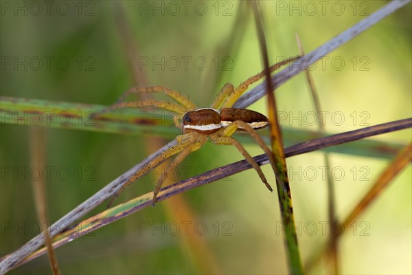 Raft spider