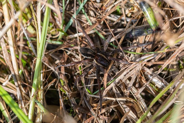 Raft spider