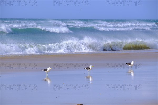 Three seagulls on the beach