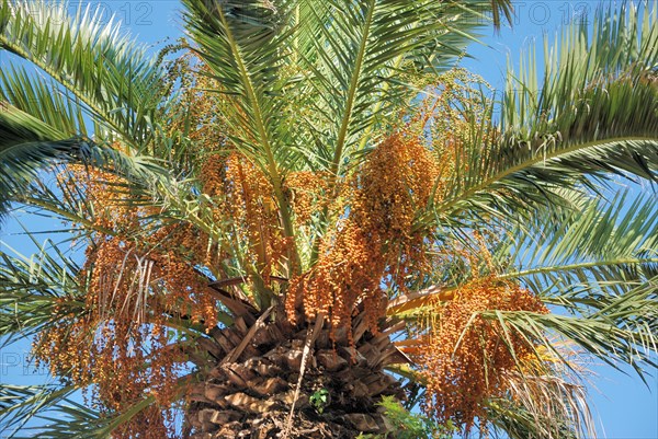 Date palm