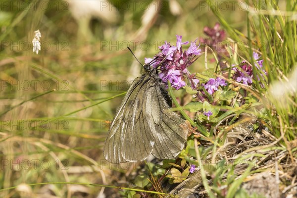 Knight butterfly