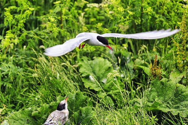 Arctic tern