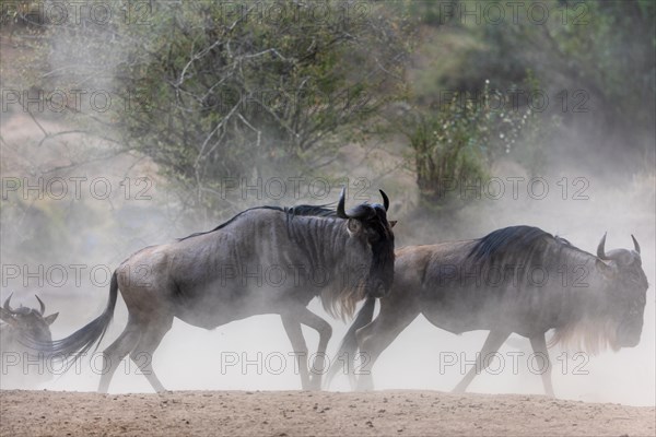 Wildebeest