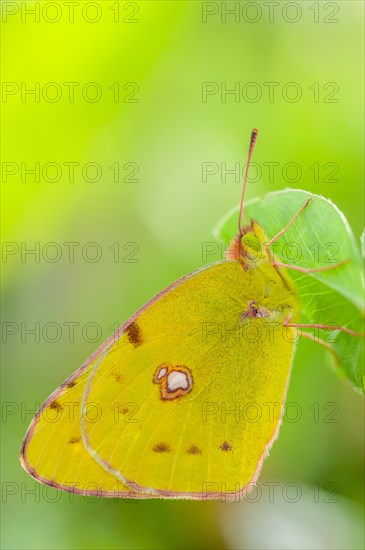 Clouded Yellow