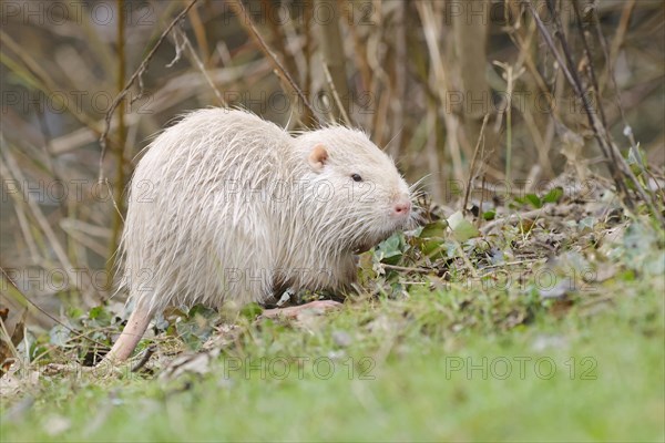 Young white albino nutria