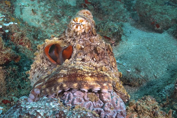 Common octopus