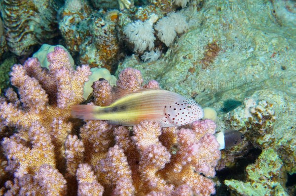 Striped coral quail