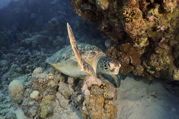 Green turtle