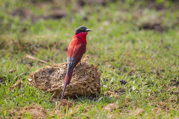 Southern carmine bee eater