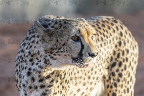 Cheetah