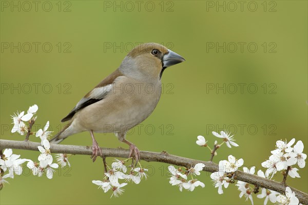 Hawfinch