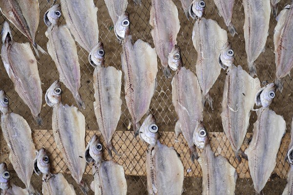 Fish drying