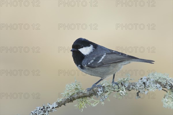 Coal Tit