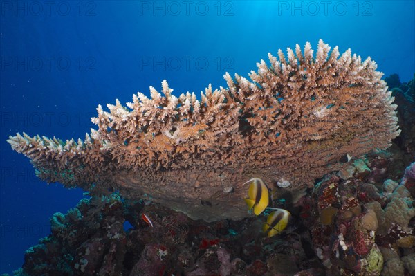 Pharaohs antler coral