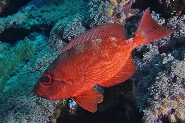 Common bigeye