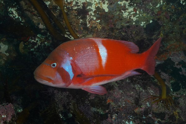 Red Roman sea bream