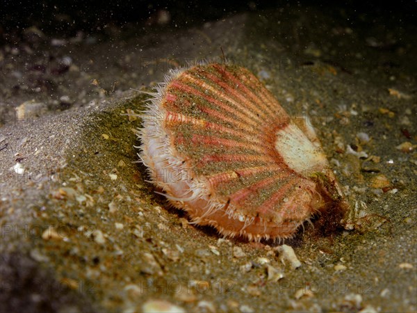 Scallop