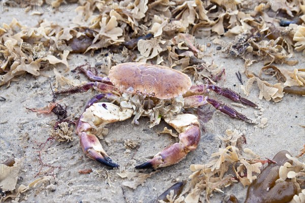 Crab on the beach