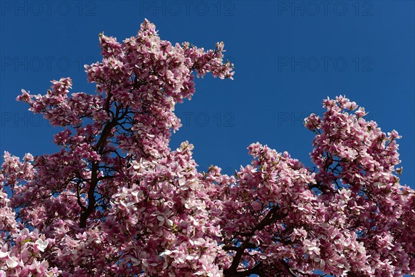 Flowering magnolia tree