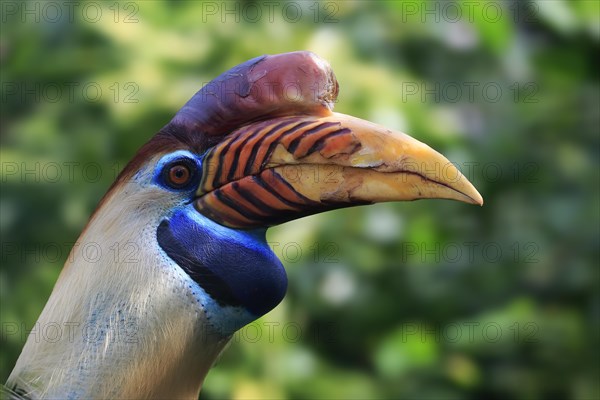 Helmeted Hornbill